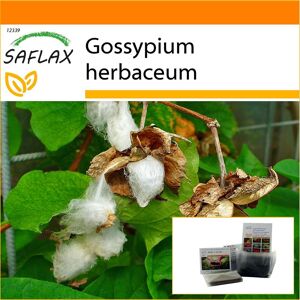 SAFLAX - Garden in the Bag - Coton du Levant - 12 graines - Avec substrat dans un sac sur pied adapté - Gossypium herbaceum - Publicité