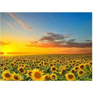Pracht Diamond Painting Champ de tournesols 40x30 - Publicité Pracht Diamond Painting Champ de tournesols 40x30 - Publicité