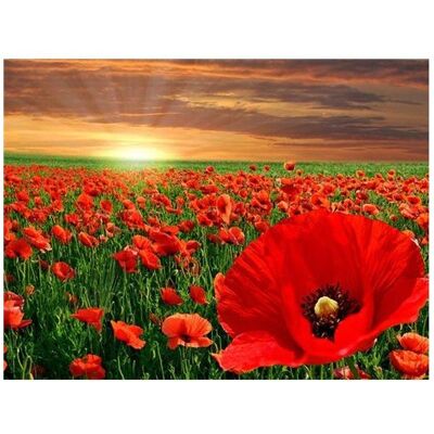 PRACHT Creatives Peinture de Diamants Coquelicots - Kit - Publicité PRACHT Creatives Peinture de Diamants Coquelicots - Kit - Publicité
