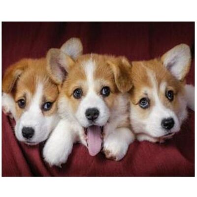Pracht Diamond Painting 6037-40071 Bébés chiens 25 x 35 cm - Publicité Pracht Diamond Painting 6037-40071 Bébés chiens 25 x 35 cm - Publicité