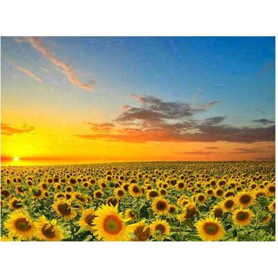 Pracht Diamond Painting Champ de tournesols 40x30 - Publicité Pracht Diamond Painting Champ de tournesols 40x30 - Publicité