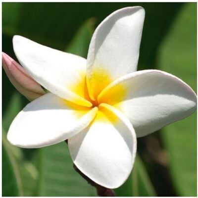 da Vinci, Carte de vœux + papier à lettres, Karte 16x16cm + Plumeria-Umschlag - Publicité da Vinci, Carte de vœux + papier à lettres, Karte 16x16cm + Plumeria-Umschlag - Publicité