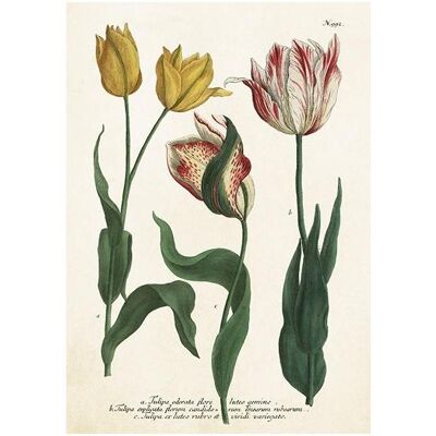 Sköna Ting, Carte de vœux + papier à lettres, ST449 B6-Karte + Tulpenumschlag - Publicité Sköna Ting, Carte de vœux + papier à lettres, ST449 B6-Karte + Tulpenumschlag - Publicité