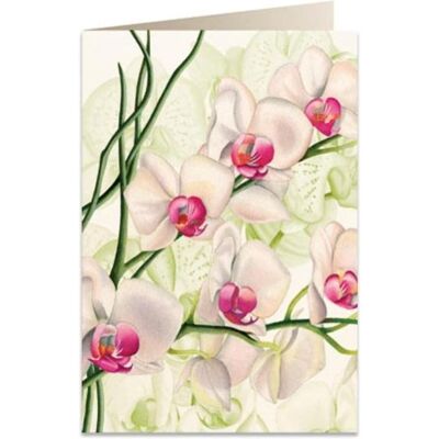 Tassotti, Carte de vœux + papier à lettres, Karte B6 + Umschlag 5723 Weisse Orchidee - Publicité Tassotti, Carte de vœux + papier à lettres, Karte B6 + Umschlag 5723 Weisse Orchidee - Publicité