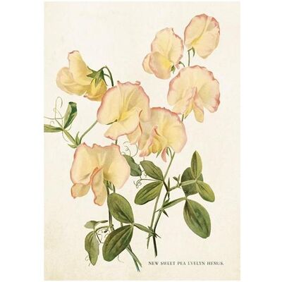 Sköna Ting, Carte de vœux + papier à lettres, ST448 B6 Karte + Umschlag Erbsenblumen - Publicité Sköna Ting, Carte de vœux + papier à lettres, ST448 B6 Karte + Umschlag Erbsenblumen - Publicité