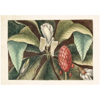 Sköna Ting, Carte de vœux + papier à lettres, ST298 B6-Karte + Magnolia-Umschlag - Publicité Sköna Ting, Carte de vœux + papier à lettres, ST298 B6-Karte + Magnolia-Umschlag - Publicité