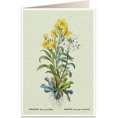 Tassotti, Carte de vœux + papier à lettres, B6 Karte + Umschlag 6059 Fliegenfänger - Publicité Tassotti, Carte de vœux + papier à lettres, B6 Karte + Umschlag 6059 Fliegenfänger - Publicité
