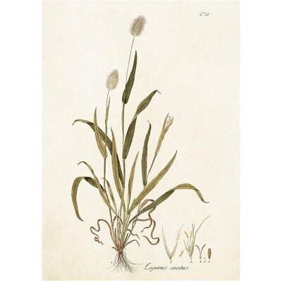 Sköna Ting, Carte de vœux + papier à lettres, ST417 B6-Karte + Umschlag Drosophila ovata - Publicité Sköna Ting, Carte de vœux + papier à lettres, ST417 B6-Karte + Umschlag Drosophila ovata - Publicité