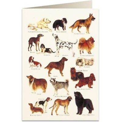 Tassotti, Carte de vœux + papier à lettres, B6 Karte + Umschlag 8948 Hunde 2 (2 pcs) - Publicité Tassotti, Carte de vœux + papier à lettres, B6 Karte + Umschlag 8948 Hunde 2 (2 pcs) - Publicité
