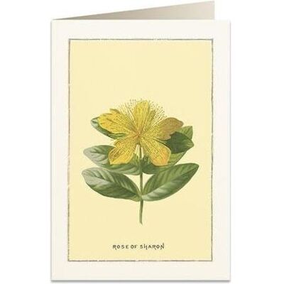 Tassotti, Carte de vœux + papier à lettres, B6-Karte + Umschlag 6018 Rose of Sharon - Publicité Tassotti, Carte de vœux + papier à lettres, B6-Karte + Umschlag 6018 Rose of Sharon - Publicité