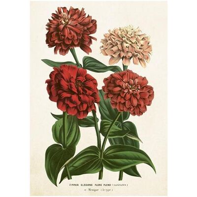 Sköna Ting, Carte de vœux + papier à lettres, ST458 B6-Karte + Zinnia-Umschlag - Publicité Sköna Ting, Carte de vœux + papier à lettres, ST458 B6-Karte + Zinnia-Umschlag - Publicité