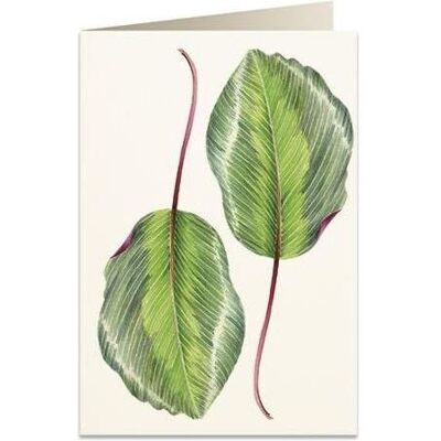 Tassotti, Carte de vœux + papier à lettres, B6-Karte + Umschlag 6016 Kalatea - Publicité Tassotti, Carte de vœux + papier à lettres, B6-Karte + Umschlag 6016 Kalatea - Publicité