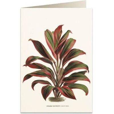 Tassotti, Carte de vœux + papier à lettres, Karte B6 + Umschlag 6064 Rot-grüne Dracaena - Publicité Tassotti, Carte de vœux + papier à lettres, Karte B6 + Umschlag 6064 Rot-grüne Dracaena - Publicité