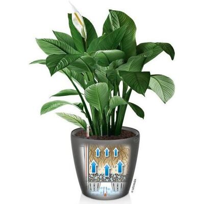 Lechuza, Pot de fleurs, Classico (43.50 x 39.50 cm) - Publicité Lechuza, Pot de fleurs, Classico (43.50 x 39.50 cm) - Publicité
