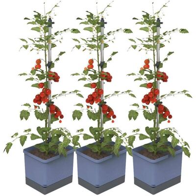 Gusta Garden TOM TOMATO 3er-Set - Bac à plantes - Publicité Gusta Garden TOM TOMATO 3er-Set - Bac à plantes - Publicité