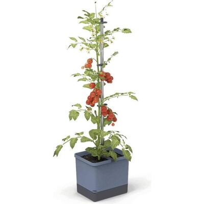 Gusta Garden TOM TOMATO 3er-Set - Bac à plantes - Publicité Gusta Garden TOM TOMATO 3er-Set - Bac à plantes - Publicité