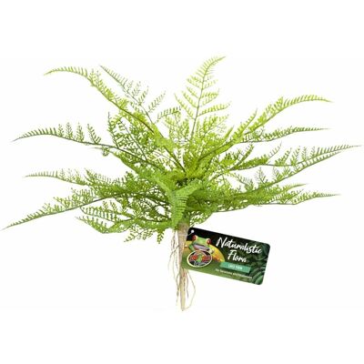 Zoo Med Lace Fern BU-62E, Aménagement pour terrarium - Publicité Zoo Med Lace Fern BU-62E, Aménagement pour terrarium - Publicité