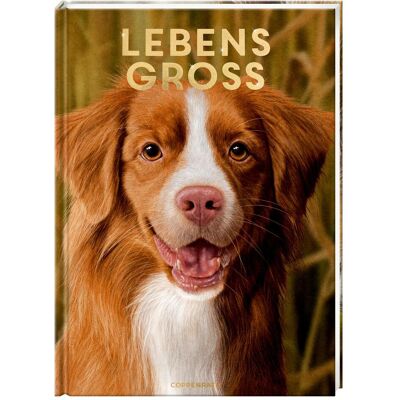 Coppenrath Lebensgross, Livre pour enfants de Raphael Knop - Publicité Coppenrath Lebensgross, Livre pour enfants de Raphael Knop - Publicité