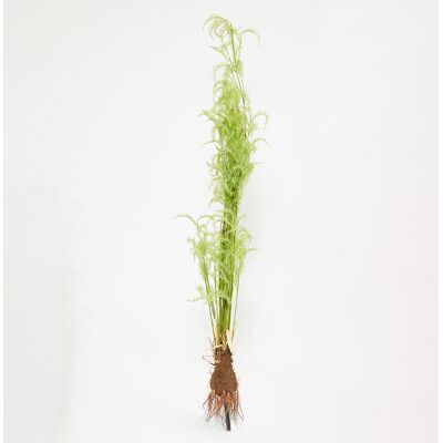 Pomax - Fougère Fern verte - D.30xH.215 cm OS - Publicité Pomax - Fougère Fern verte - D.30xH.215 cm OS - Publicité