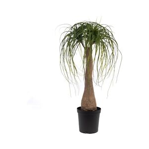 Baucarnea Nolina en pot 90 cm - Vert Rond Papier Lou De Castellane