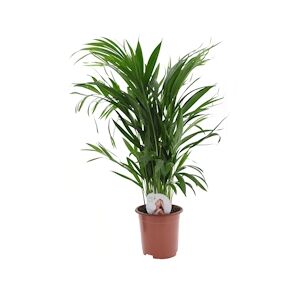 Plant in a Box Areca Palme - Dypsis Lutescens Hauteur 60-70cm