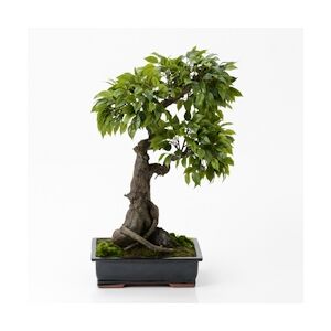 Bonsaï ficus tachiki hauteur: 90 cm verte - Multicolore Autre Plastique Lou De Castellane 0.01x0.01 cm