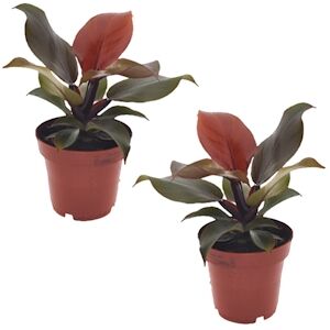 Plant in a Box Philodendron - Sunlight Set de 2 Hauteur 20-30cm