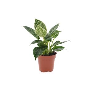 Plant in a Box Philodendron - White Wave Hauteur 20-30cm