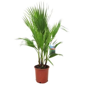 Plant in a Box Palmier Éventail - Washingtonia Robusta Hauteur 70-90cm