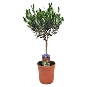 Plant in a Box Olivier - Olea Europaea Hauteur 60-70cm