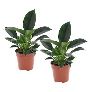 Plant in a Box Philodendron - Green Princess Set de 2 Hauteur 20-30cm