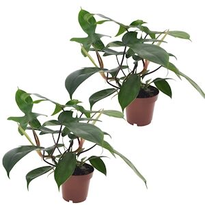 Plant in a Box Philodendron - Florida Green Set de 2 Hauteur 20-30cm