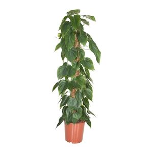 Plant in a Box Philodendron grimpant - Scandens Hauteur 150-160cm