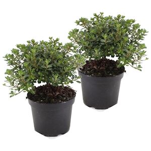 Plant in a Box Rhododendron azalee Anouk - Set de 2 Hauteur 25-40cm