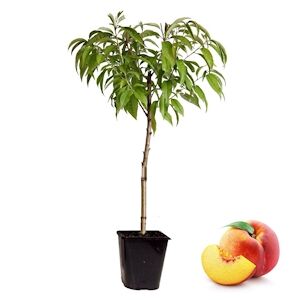 Plant in a Box Prunier - Prunus Persica Bonanza Hauteur 60-70cm