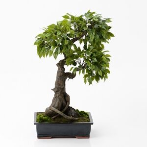 Bonsaï ficus tachiki hauteur: 90 cm verte -  Multicolore Autre Plastique Lou De Castellane 0.01x0.01 cm