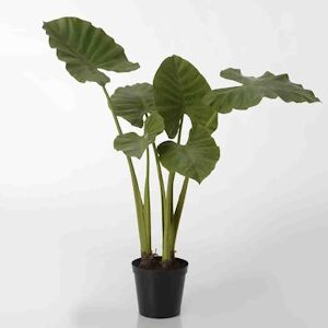 Alocasia royal Hauteur 130 cm -  Multicolore   Lou De Castellane 0.01x0.01 cm