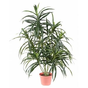 VERT ESPACE plante artificielle dracaena anita pot 75 cm