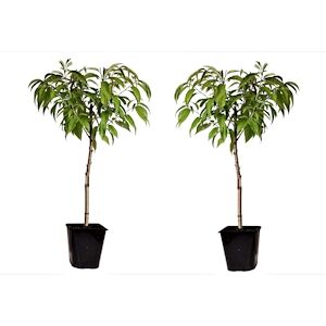 Plant in a Box Prunier - Prunus Persica Bonanza Set de 2 Hauteur 60-70cm