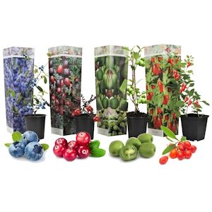 Plant in a Box D'arbres fruitiers - Actinidia, Myrtille, Canneberge & Goji Melange de 4 Hauteur 25-40cm