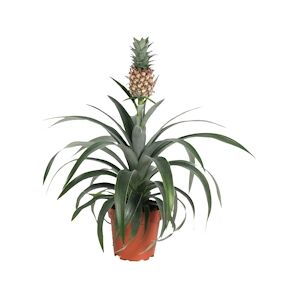 Plant in a Box Ananas Mi Amigo Hauteur 35-45cm