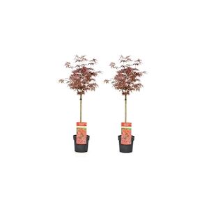 Plant in a Box Érable du Japon - Acer palmatum Shaina Set de 2 Hauteur 80-90cm