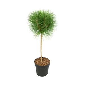 Plant in a Box Pin maritime - Pinus Summer Breeze Hauteur 70-80cm