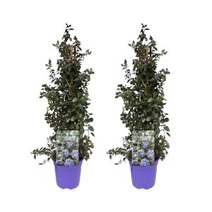 Plant in a Box Céanothe rampant - Ceanothus thyrsiflorus Repens Set de 2 Hauteur 60-70cm