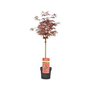 Plant in a Box Érable du Japon -Acer palmatum Shaina Hauteur 80-90cm