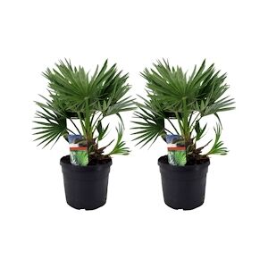 Plant in a Box Vulcano - Chamaerops humilis Set de 2 Hauteur 35-45cm