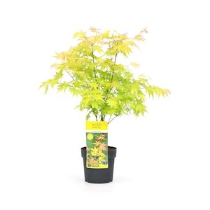 Plant in a Box Érable du Japon - Acer palmatum Orange Dream Hauteur 60-70cm