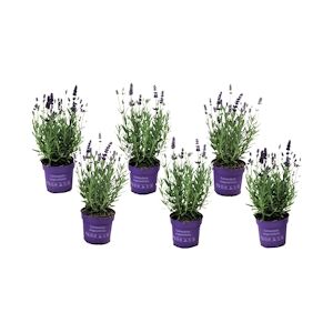 Plant in a Box Lavande - Lavandula angustifolia Set de 6 Hauteur 10-15cm