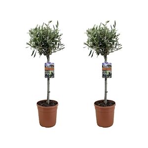 Plant in a Box Olivier - Olea Europaea Set de 2 Hauteur 80-90cm