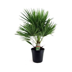 Plant in a Box Palmier nain - Chamaerops Humilis Hauteur 70-80cm